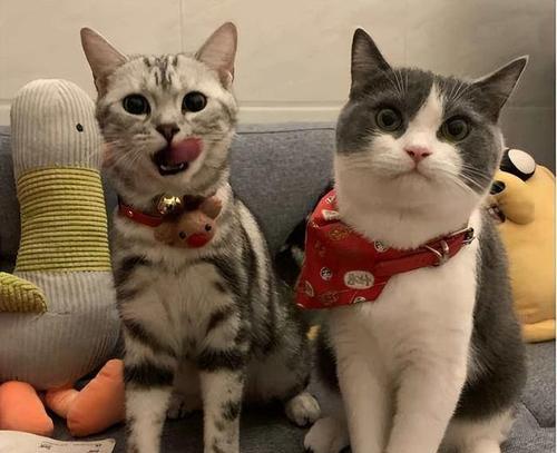 爱上英短猫，理由何在？（探究英短猫的魅力及养宠心得）