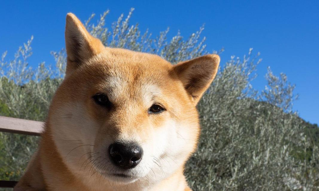 博美犬的寿命（避免这5个错误，让你的博美犬健康长寿）