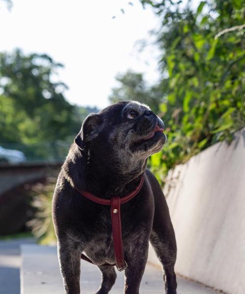 不建议养恶霸犬的原因（为什么养恶霸犬可能会带来麻烦和危险）