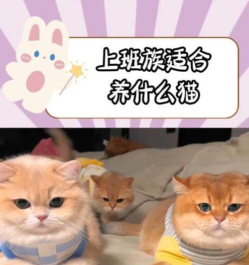适合上班族饲养的冷门动物（在忙碌工作之余，让这些冷门动物陪伴你放松心情）