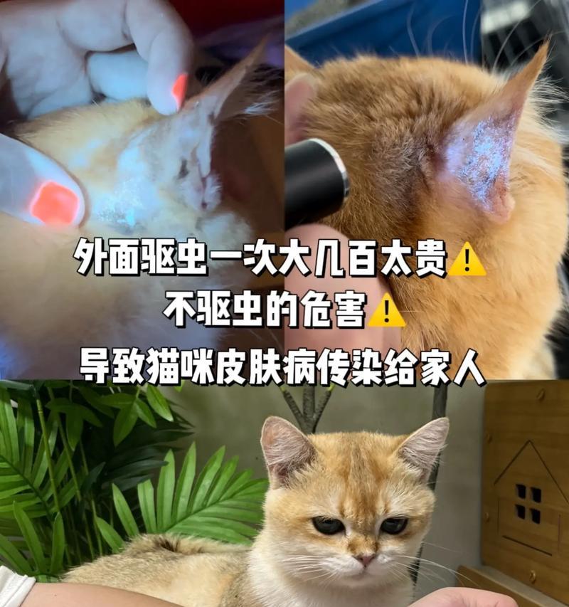猫内外驱虫费用及注意事项（猫做驱虫需要多少钱？驱虫要点了解一下）