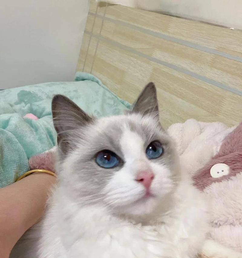 折耳猫的价格与性格特点（折耳猫价格的参考和折耳猫性格的了解）