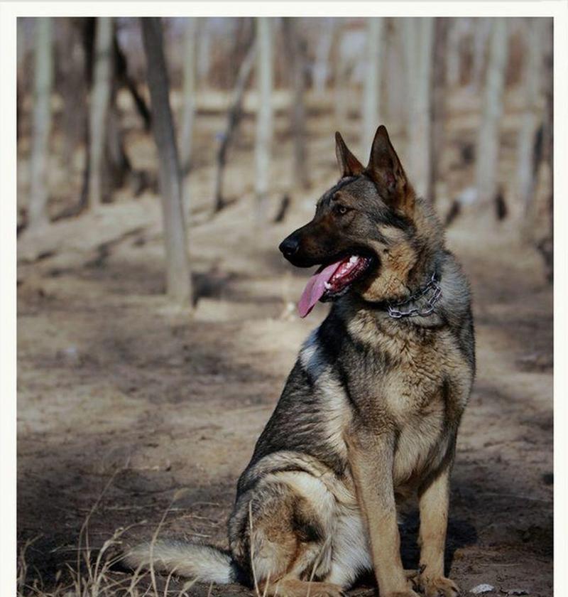 中国自主培育的军犬品种——“昆明犬”（探秘中国军事力量的利器，“昆明犬”的卓越品质与训练成果）