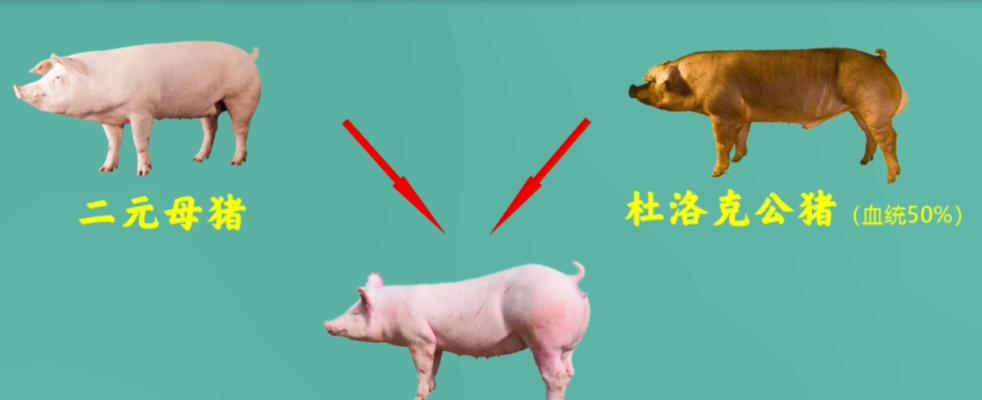 养猪的经济效益分析