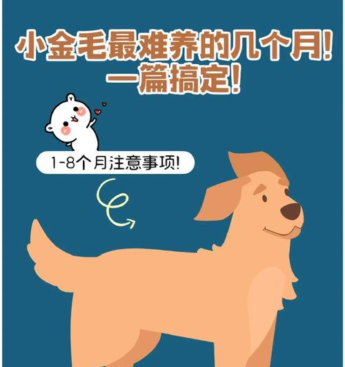 养金毛须知，让你的宠物成长健康快乐（关键是细节，打造金毛宠物最佳生活环境）