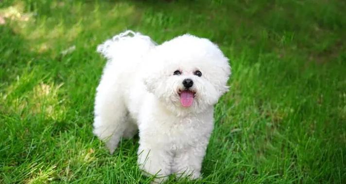 适合初次养狗的经济实惠又容易驾驭的犬种推荐（不贵又好上手的狗，让你轻松享受养宠的乐趣）