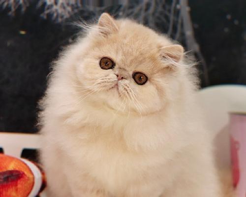 波斯猫与加菲猫（探究波斯猫和加菲猫的价格差异及背后原因）