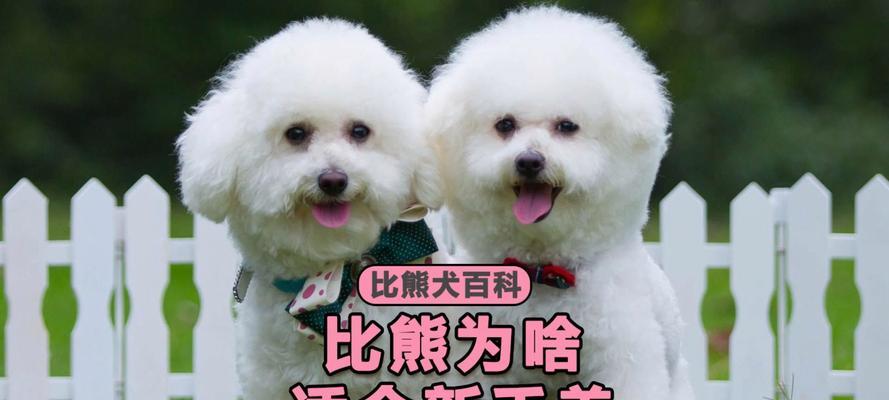 以穷养篇（了解比熊养育成本，掌握合理花费！）