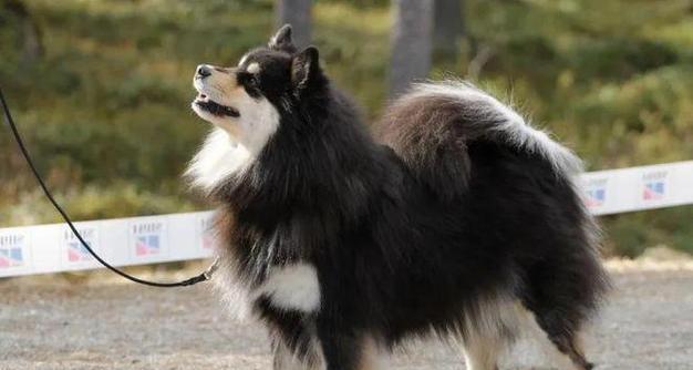 芬兰狐狸犬（了解芬兰狐狸犬的特点及适合作为宠物的原因）