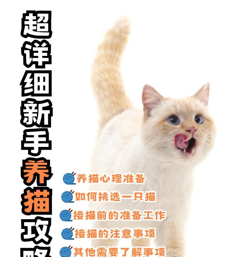 养猫攻略秘籍（为您详细介绍，如何为新成员做好准备）