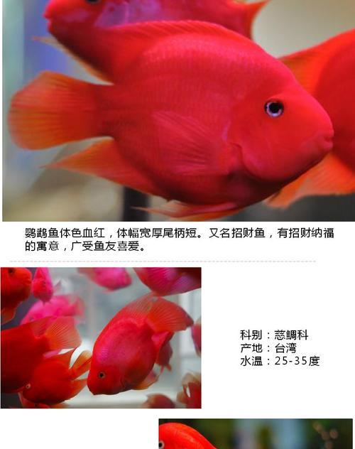 财神鱼的养殖与社交（如何养护财神鱼并与其他鱼类和谐相处，让财运不断涌现）