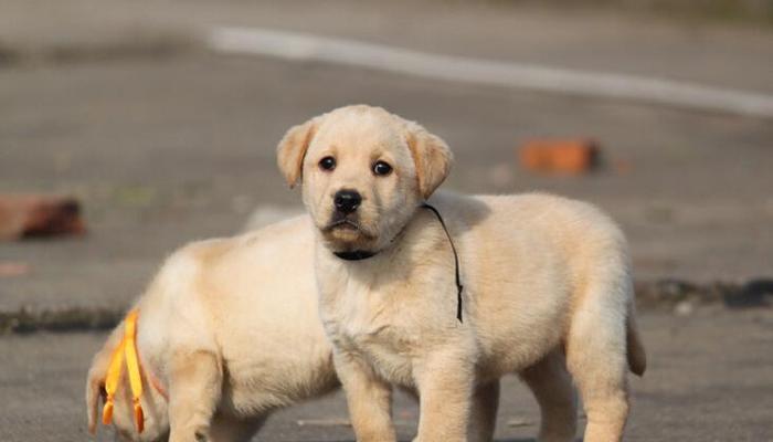 了解拉布拉多犬价格的重要性（拉布拉多犬价格与养殖成本、血统、品种选择相关）