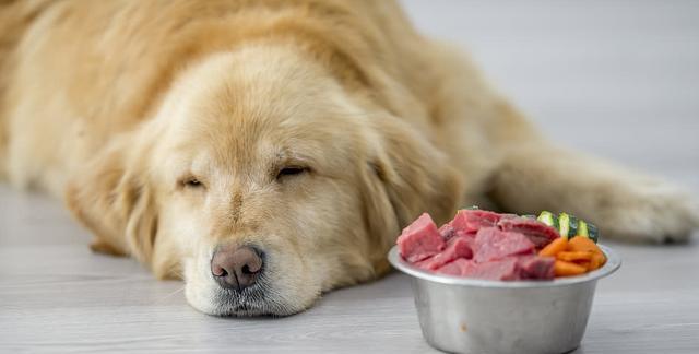 给小狗喂食的注意事项（幼犬喂食的关键要点）