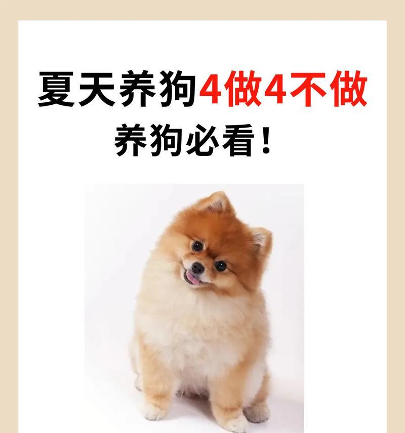 经济实惠的狗狗推荐（介绍几种便宜又好养的狗狗，让你成为贴心的宠物主人）