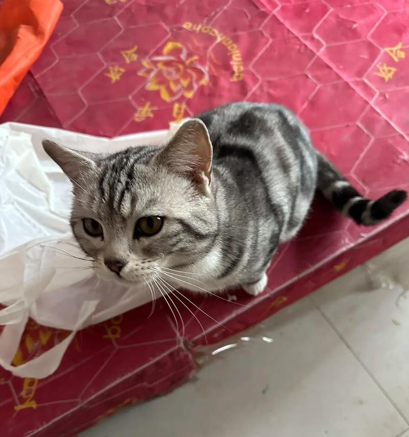 养蓝猫的禁忌（不要再这样养蓝猫了！违背这些规则，你可能会付出代价。）