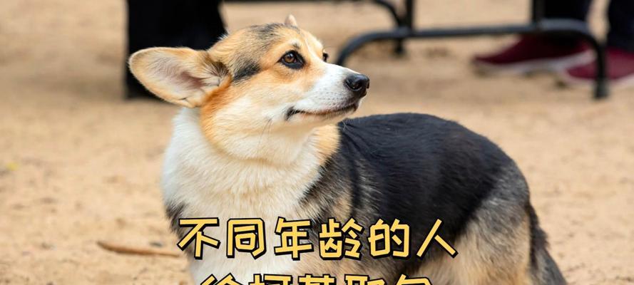 柯基的狗粮喂养指南（如何判断柯基是否吃饱）