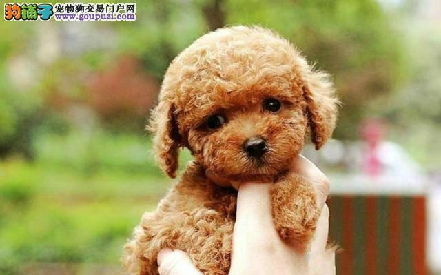 泰迪犬全年龄阶段的饲养指南（掌握泰迪犬不同年龄阶段的饲养需求，打造快乐健康的宠物生活）