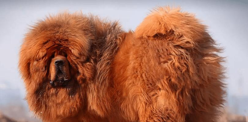 世界十大体型巨大的犬种——宏伟犬群（探索人类与犬类之间宏大体型的联结）