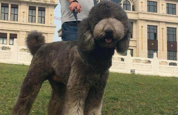 巨型泰迪犬的价格趋势及影响因素分析