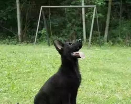 东德牧羊犬和西德牧羊犬（了解这两种牧羊犬的特点和经济价值，帮您做出明智选择）