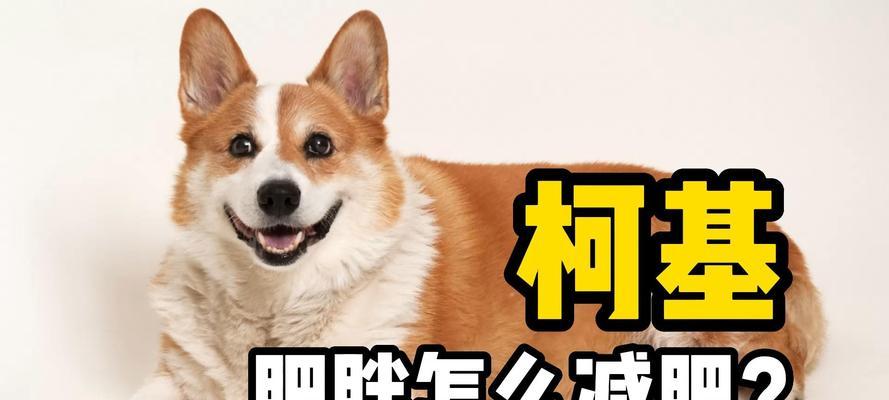 柯基的标准体重和健康问题（柯基的理想体重及过胖和过瘦的影响）