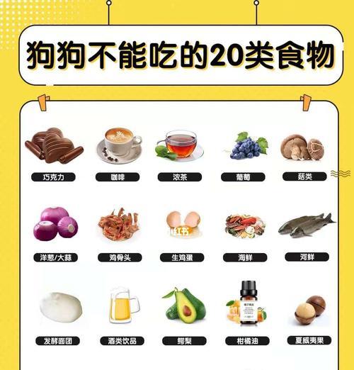 新手养宠指南（幼犬的饮食需求和喂养建议）