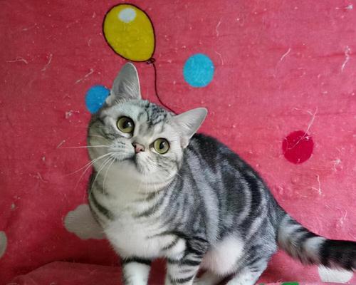 美短猫咪的价格和避坑经验（探究美短猫咪的价格及如何避免购买到劣质猫咪）