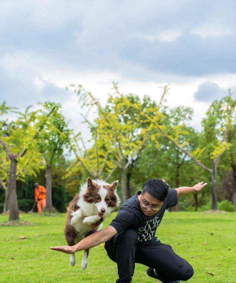 探究边境牧羊犬的价格及影响因素（边境牧羊犬价格受种类、血统、培养和市场需求等因素影响）