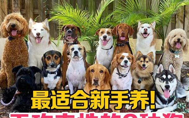 推荐几种容易上手饲养、体味轻的犬种（为您介绍适合初次养狗的几种犬种，让您与宠物共度美好时光）