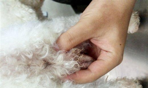 狗狗肛门腺是什么？探秘摩擦屁屁的真相！（了解狗狗肛门腺的功能和常见问题，帮助它舒缓不适）