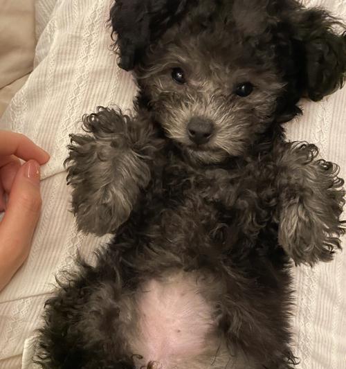 再聪明的泰迪犬竟然有这6个“低智商”的表现！（揭秘泰迪犬隐藏的“笨狗”本性）