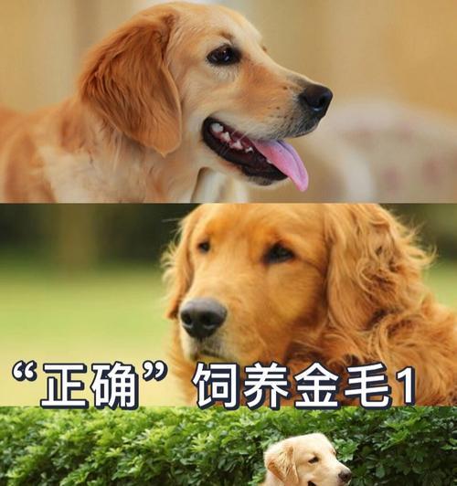 金毛饲养成本一览（了解金毛饲养花费，做好准备）