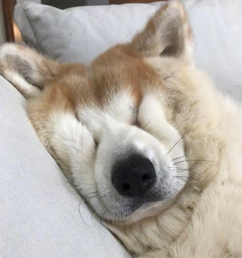 养秋田犬的利弊分析（秋田犬的优缺点及养育要点）