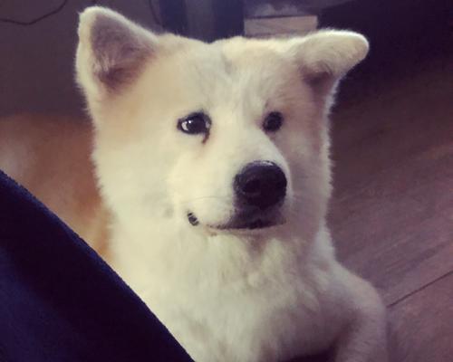 秋田犬的饮水与水果摄入（秋田犬的水量需求及适宜水果选择）