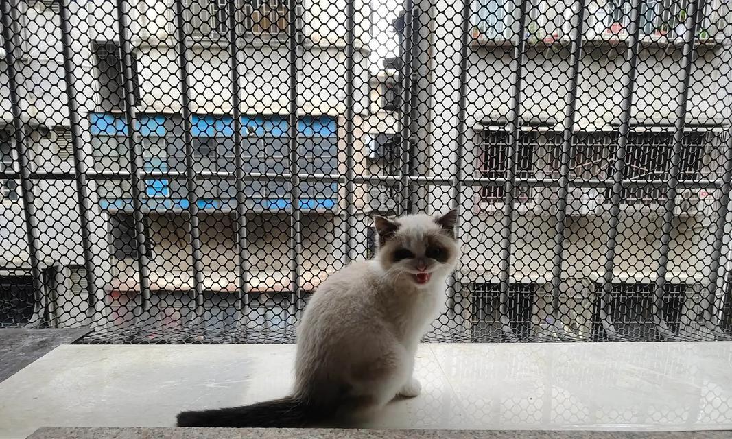 为什么英短猫比布偶猫更贵？（探究英短猫和布偶猫价格差异的原因）