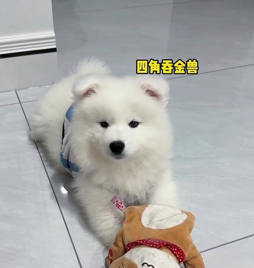 萨摩耶犬价格走势与变化分析（萨摩耶犬市场价格波动与影响因素）