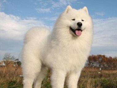 揭秘萨摩耶犬的寿命之谜（探寻萨摩耶犬短命背后的原因及应对方法）