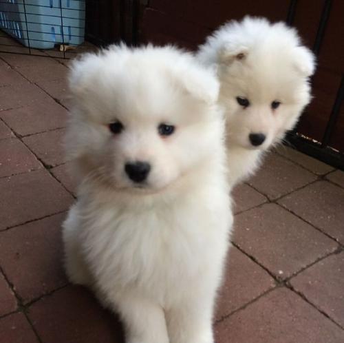 喜欢饲养萨摩耶犬的乐趣（探寻萨摩耶狗狗的寿命和健康）