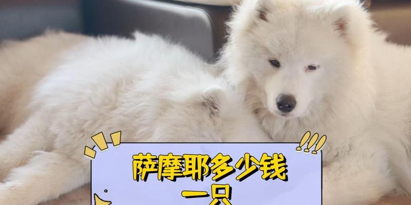 如何购买一只可爱的萨摩耶犬（了解购买途径和训练要点，让你的萨摩耶犬成为忠诚友善的伙伴）