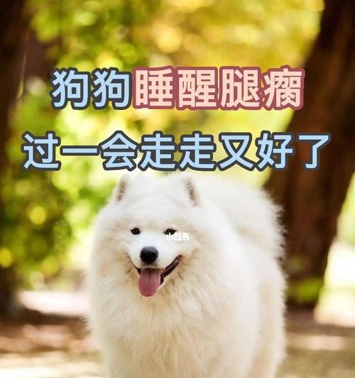 狗狗后腿瘸了的治疗费用（为什么狗狗后腿会瘸？治疗费用有多高？）