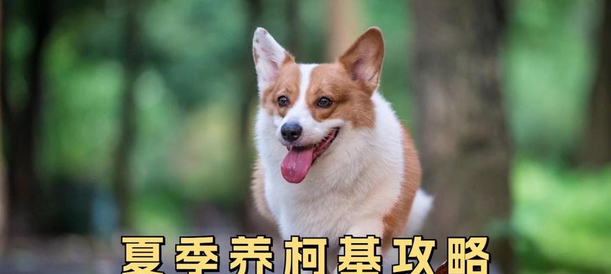 喂养柯基犬的禁忌与注意事项（如何正确喂养柯基犬，避免常见问题发生）