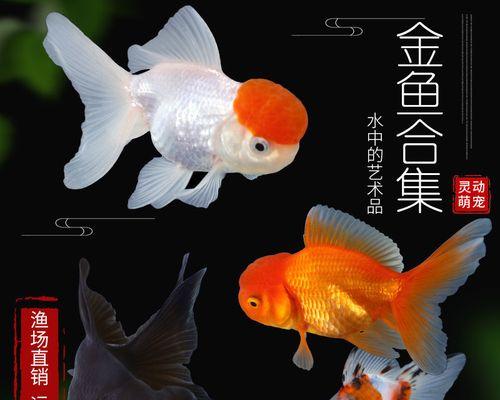 金鱼的水温要求及其适应能力（为什么金鱼不能处于18℃以下的水温？）