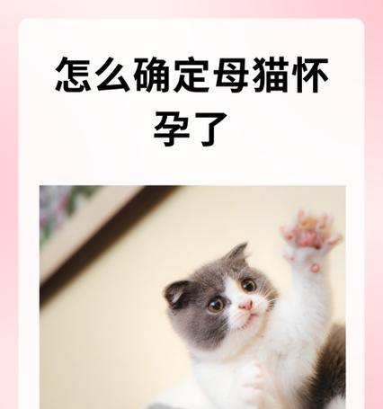 猫咪怀孕后多久可以生产的一些注意事项（了解猫咪的生育周期，为它提供适当的照顾与保健）