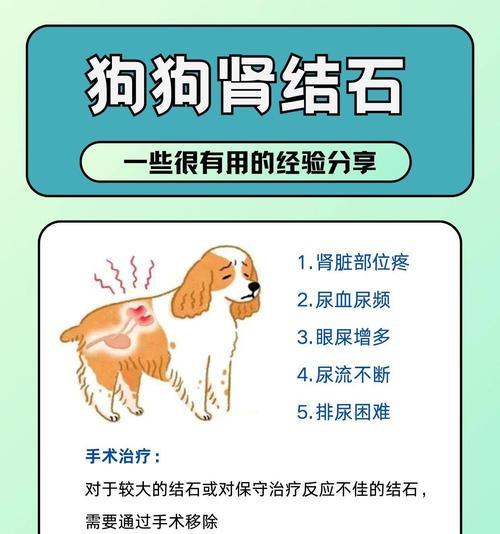 预防狗狗肾结石的关键方法（保护狗狗肾脏健康，远离肾结石的危害）