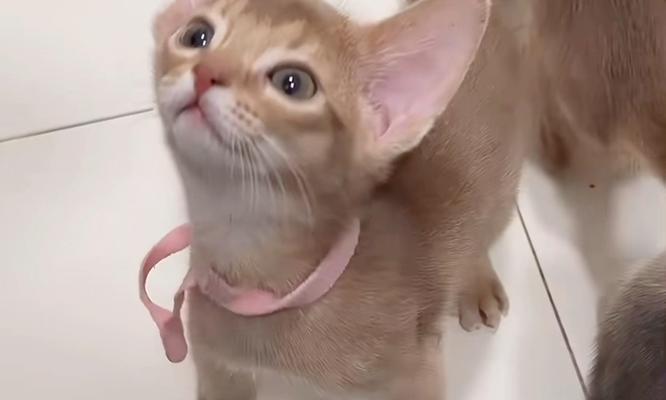 埃及猫的独特特征解析（揭秘埃及猫的神秘之处）