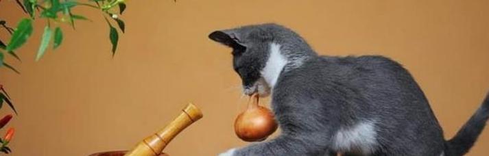 猫狗洋葱中毒的诊断和治疗方法（详解如何判断和处理猫狗洋葱中毒）