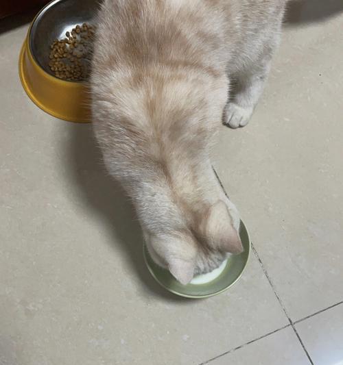 猫粮不可或缺，为什么猫咪应该多吃猫粮？（多样化搭配猫咪食物，关注营养均衡）