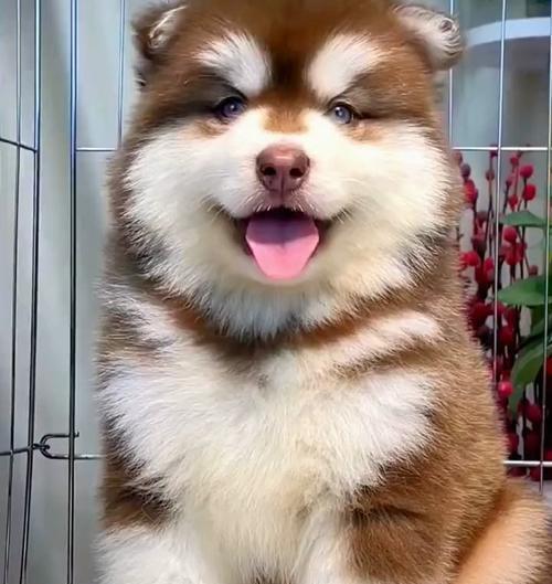阿拉斯加幼犬的科学饮食需求（不同年龄段的阿拉斯加幼犬喂食次数及饮食量要点）