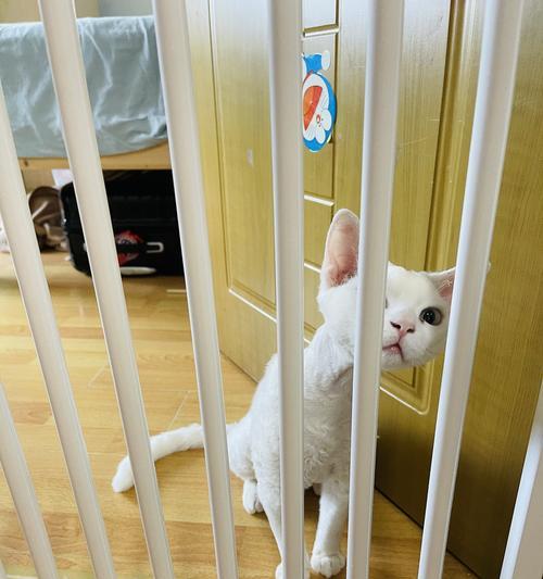猫狗声带切除术的伦理与福利问题（揭开猫狗声带切除术背后的争议与思考）