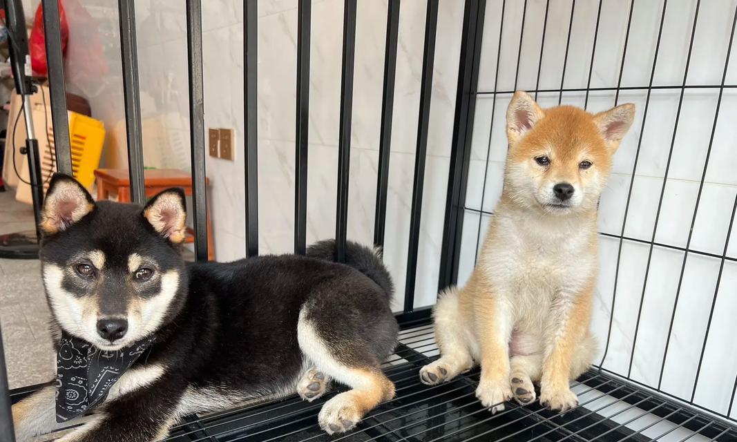 柴犬幼犬饲养手册（全面解析柴犬幼犬的饮食需求与注意事项）